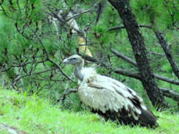 Himalayan vulture sighted in Nilgiris