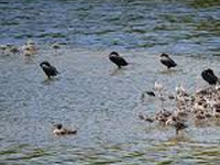 Birds dying of water pollution: Delhi HC seeks report