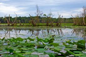 Healthy wetlands, healthy people: a review of wetlands and human health interactions