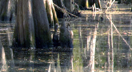 The economics of ecosystems and biodiversity for water and wetlands