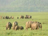 Joint survey to prevent animals from coming out of forest