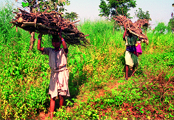 Wildlife legislation and the empowerment of the poor in Asia and Oceania