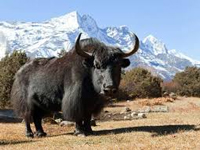 Himalayan yak facing threat of climate change