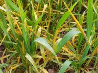 Four more cases of yellow rust in Y’nagar