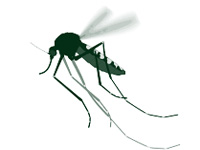 Bacteria-laden mosquitoes can control Zika